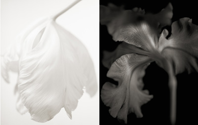 ��×R���q�ʐ^