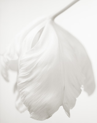 ��×R���q�ʐ^