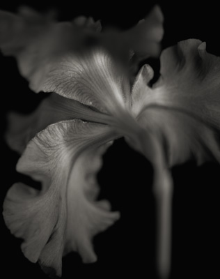 ��×R���q�ʐ^