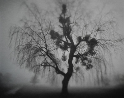 �R�E�����V���E�ʐ^