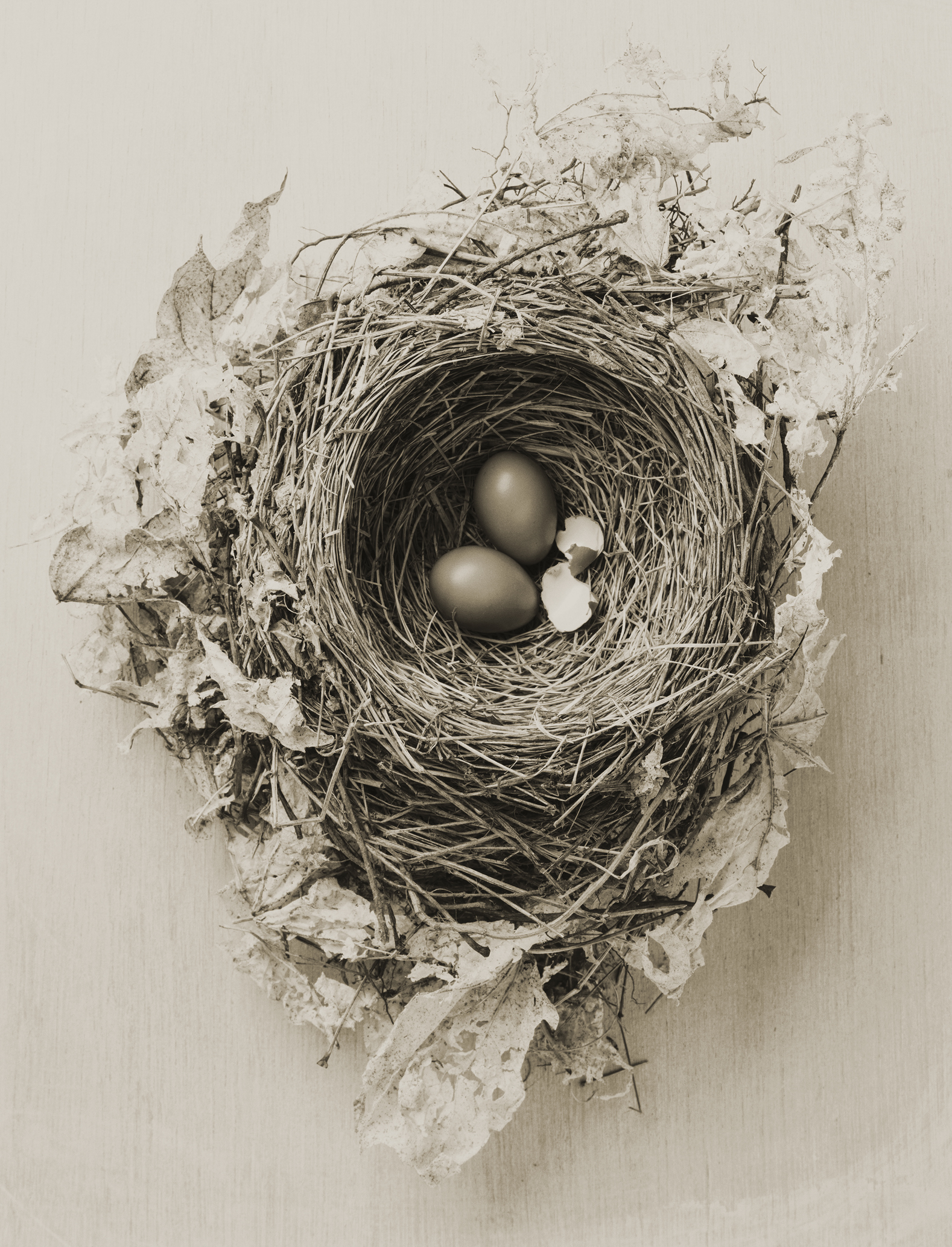 ��×R���q�ʐ^